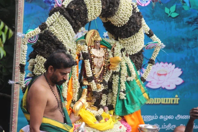 மாம்பழங்களை வீதியில் இறைத்து மகிழ்ந்த மக்கள்! - விழாக்கோலம் பூண்ட காரைக்கால் நகரம்