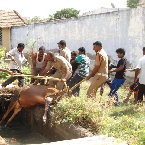 ‘45 நிமிடம் கழிவுநீர்த் தொட்டிக்குள் தவித்த சினைப் பசு!’