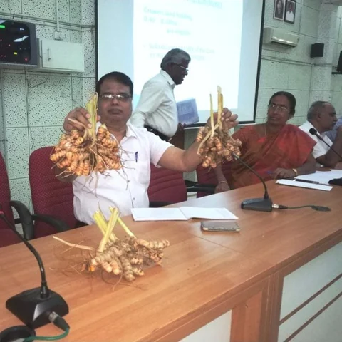 `பிரகதி மஞ்சள் பற்றித் தெரியுமா’- 6 மாதத்தில் அட்டகாசமான மகசூல்