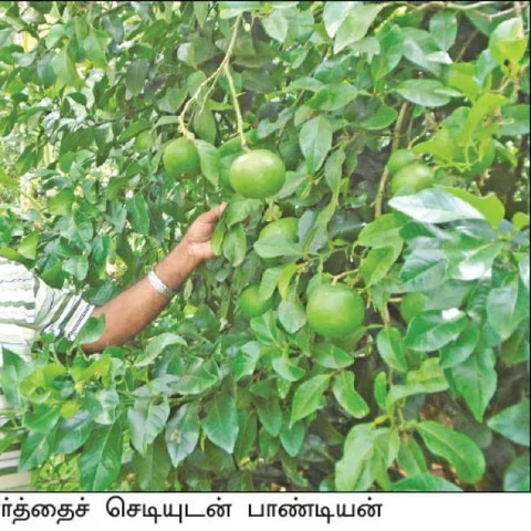 Amazing Hill Farming... ₹ 5.7 Lacs returns per year in 2 acres..!
