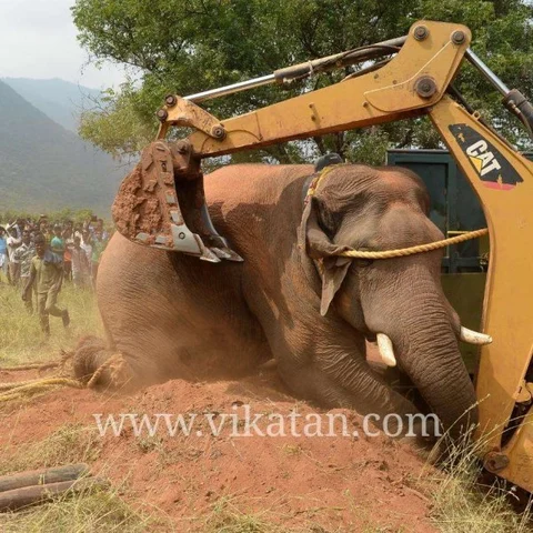 `சின்னத்தம்பி யானை விவகாரம்!' - தமிழக அரசு முக்கிய அறிவிப்பு