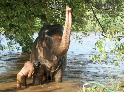 கவலையில் காளைகள்... குதூகலத்தில் யானைகள்!