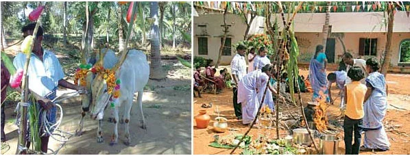 தை பிறந்தால்...வழி பிறக்கும்! - பொங்கலோ பொங்கல்!