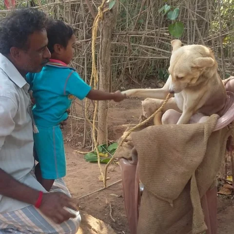 `எஜமானை கடிக்க வந்த பாம்பு; காப்பாற்ற உயிரைவிட்ட நாய் - தஞ்சை அருகே நெகிழ்ச்சி சம்பவம்!