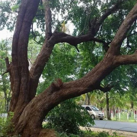 கீழே விழுந்த விதை மரம் தேடி ஓடும் அதிசயம்... ஏரழிஞ்சில் மரம் பற்றி தெரியுமா?