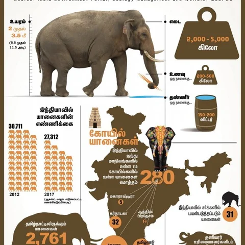 கோயில் யானைகளுக்கு மதம் பிடிப்பது ஏன், தவிர்க்க என்ன செய்ய வேண்டும்?