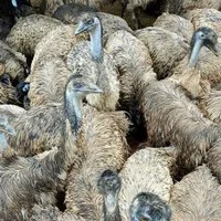 ஈரோடு: ரூ.4 கோடி மோசடியில் சிக்கிய டிவிஎஸ் ஈமுகோழி பங்குதாரர்கள் 4 பேர் கைது