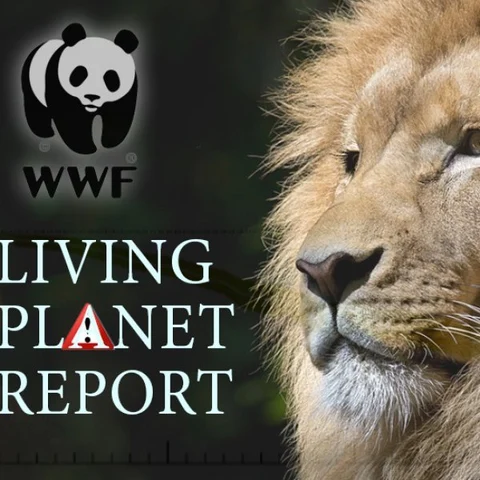 ``1970 க்குப் பிறகு 60% மிருகங்கள் அழிந்துள்ளன..!"- அதிர்ச்சித் தரும் WWF அறிக்கை