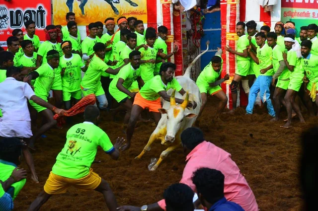 புதுக்கோட்டை அருகே வன்னியன்விடுதி ஜல்லிக்கட்டு - 410 காளைகள் சீறிப்பாய்ந்தன!