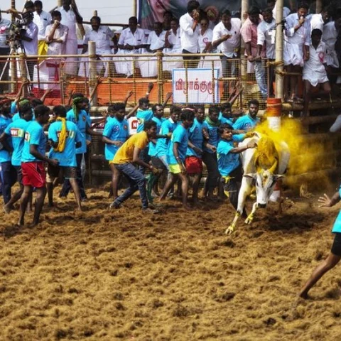 5 அமைச்சர்கள் தொடங்கி வைத்த ஜல்லிக்கட்டு!- வளையக்காரனூரில் நடந்த கோலாகலம்