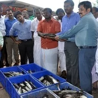 ராமநாதபுரத்தில் கூண்டு மீன்கள் அறுவடை!