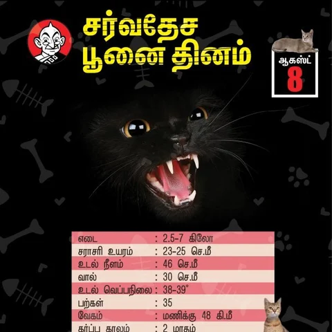டாம் அண்ட் ஜெர்ரி முதல் பீஸ்ட் வரை... இணையத்தை கலக்கும் இன்ஸ்டா பூனைகள்! #CatDay