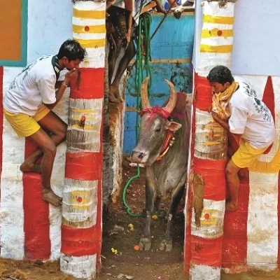 கோயில் காளையும் ஜல்லிக்கட்டுக் காளையும் மற்றும் தமிழனும்! #SupportJallikkattu