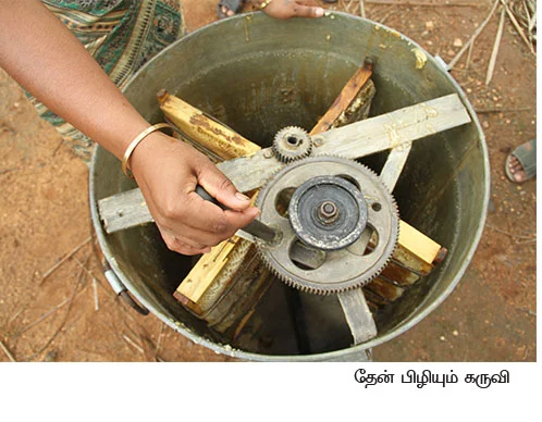 மாதம்தோறும் 1,00,000 தெம்பான வருமானம் தரும் இத்தாலியத் தேனீ !