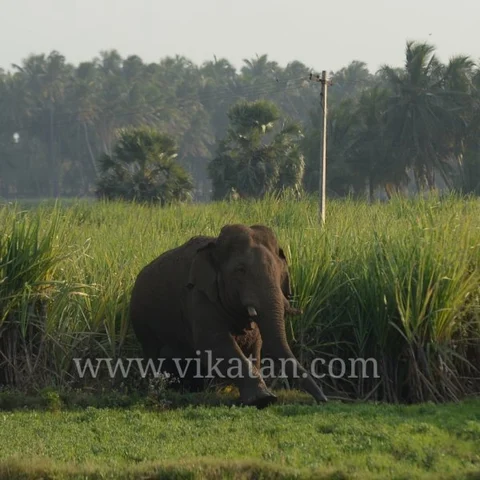 மீண்டும் மயக்க ஊசி: கும்கி கலீம் உதவியுடன் சுற்றிவளைக்கப்பட்ட சின்னத்தம்பி!