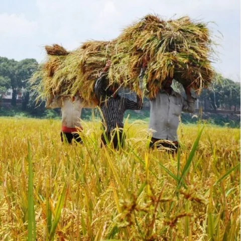 இடைக்கால பட்ஜெட்டில் விவசாயம்! - ஒரு விவசாயப் பொருளாதார வல்லுநரின் பார்வை