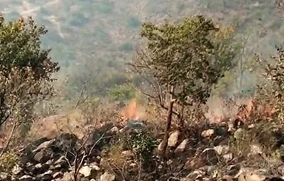 சிறிய ஏற்காடான ஏலகிரி மலைக்கு மர்ம நபர்கள் தீ வைப்பு- காடுகள் எரிந்து நாசம் !