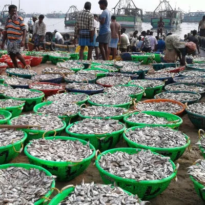 மீன் பிடி வரத்தால் மீனவர்கள் மகிழ்ச்சி