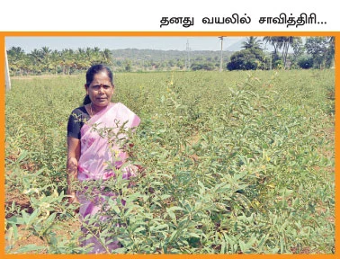 வறட்சியிலும் வளமான மகசூல்...நம்பிக்கை கொடுத்த நடவு துவரை...