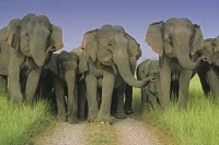 யானை வழித்தடங்கள் ஆக்கிரமிப்பு? ஈஷா யோகா மையத்தில் ஆய்வு!