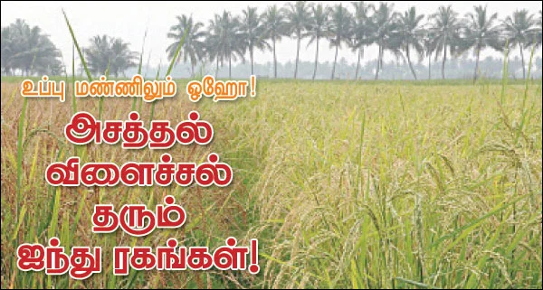 உப்பு மண்ணிலும் ஓஹோ !