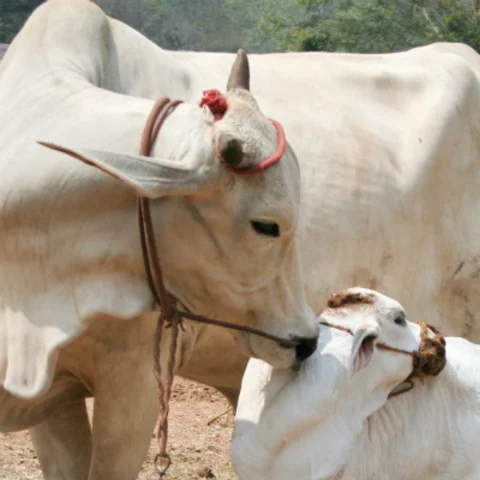 பசுவைக் கொன்றால் ஆயுள் தண்டனை - குஜராத்தில் புதிய சட்டத் திருத்தம்!