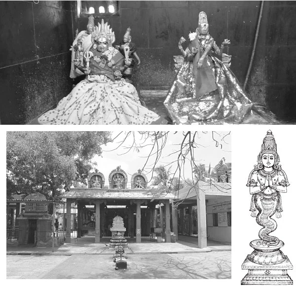ராகு தோஷம் போக்கும் ஸ்ரீகோலவிழி அம்மன்!