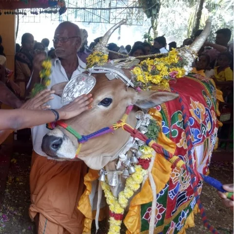 கம்பம் நந்த கோபாலன் கோயிலில் மாட்டுப் பொங்கல் கோலாகலம்…!