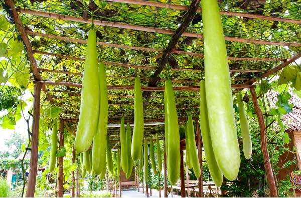 தாய்ப்பால் சுரக்கவைக்கும் சுரைக்காய்!