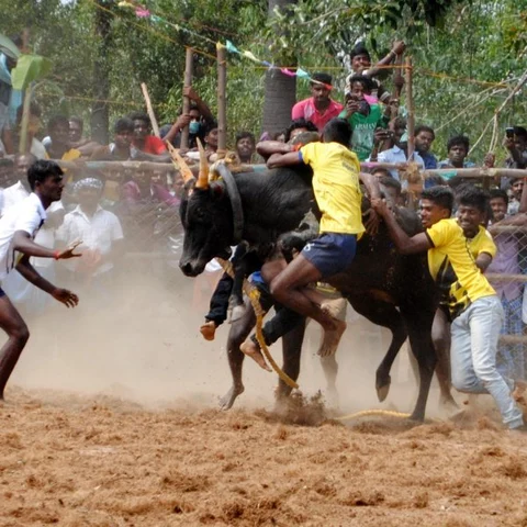 புதுக்கோட்டை அருகே வன்னியன்விடுதி ஜல்லிக்கட்டு - 410 காளைகள் சீறிப்பாய்ந்தன!
