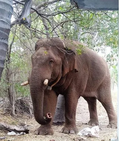 தண்ணீரை தேடி அலையும் சின்னத்தம்பி யானை...!