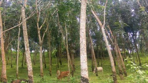 பால் வடிக்கப்படாத ரப்பர் மரங்கள்