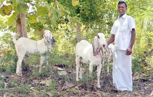 அருமையான லாபம் கொடுக்கும் ஆட்டுக்கிடா வளர்ப்பு..!