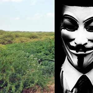 விவசாயத்தை கருவறுக்கிறதா கருவேல மரங்கள்? - ஒரு அலசல் ரிப்போர்ட் #WhereIsMyGreenWorld