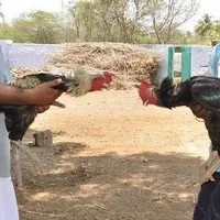 லட்ச ரூபாய்க்கு விற்பனையாகும் சண்டை சேவல்!