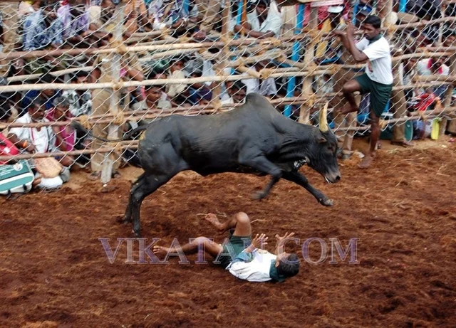 ஜல்லிக்கட்டு வழக்கில் தீர்ப்பு கூறும் நீதிபதிகள் இவர்கள்தான்