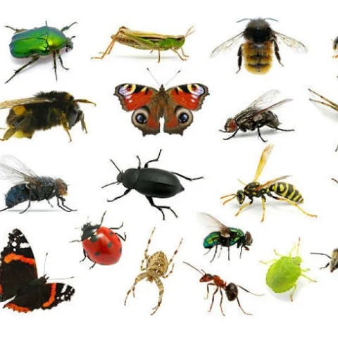 25 ஆண்டுகளில் முக்கால்வாசி பூச்சிகள் அழிந்துவிட்டன... அதிர்ச்சியூட்டும் ஆராய்ச்சி!
