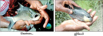 5 சென்ட் குளம்... 8 மாத காலம்... 1,25,000 லாபம்...