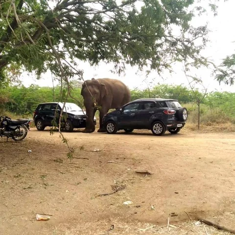 கார்களுக்கு நடுவே சேதம் ஏற்படுத்தாமல் நடக்கும் சின்னத்தம்பி! #viral