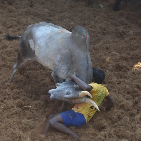 ஸ்ரீவில்லிப்புத்தூர் அருகே ஜல்லிக்கட்டு - இருநூற்றுக்கும் அதிகமான காளைகள் பங்கேற்பு!