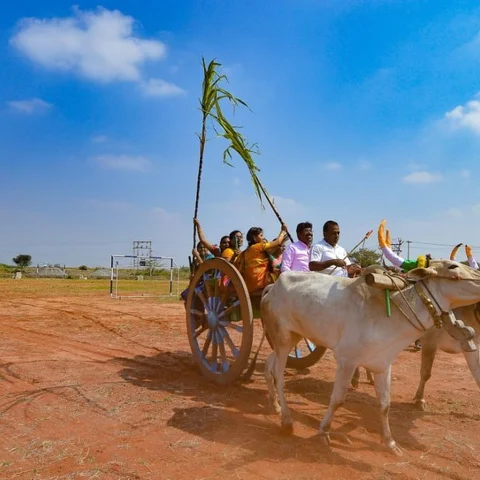 `மாட்டுவண்டி பயணம்; உறியடி போட்டி!’ - பொங்கல் வைத்து தைத்திருநாள் கொண்டாடிய மாணவிகள்