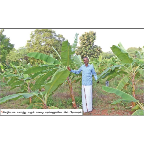 வாரிக்கொடுக்கும் இயற்கை வாழை! - பேராசிரியரின் ஓய்வுக்கால விவசாயம்...