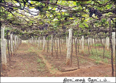 சவால் விட்ட ரசாயனம்... சாதிக்க வைத்த ஜீரோ பட்ஜெட்...