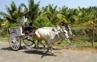 பொள்ளாச்சி ரேக்ளா ரேஸ் - சிறப்பு புகைப்படத் தொகுப்பு