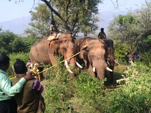 தண்ணி காட்டிய சின்னத்தம்பி; கோவை விநாயகன் பிடிபட்ட கதை!