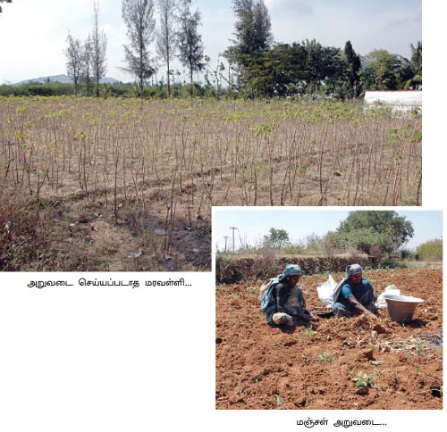 மஞ்சள், மரவள்ளி, கரும்பு...