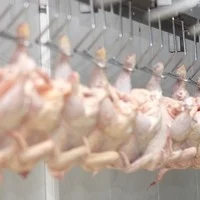 கோழி இறைச்சிக்கு தடை; இந்தியா முடிவு விதிமுறைகளுக்கு முரணானது: உலக வர்த்தக அமைப்பு