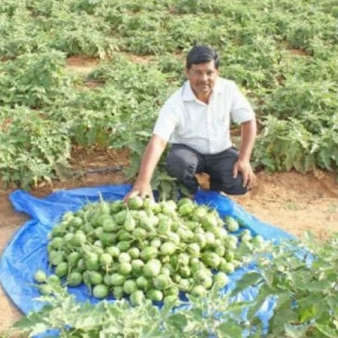 2.8 Lakhs income in just 8 months... Organically blooming brinjals..!