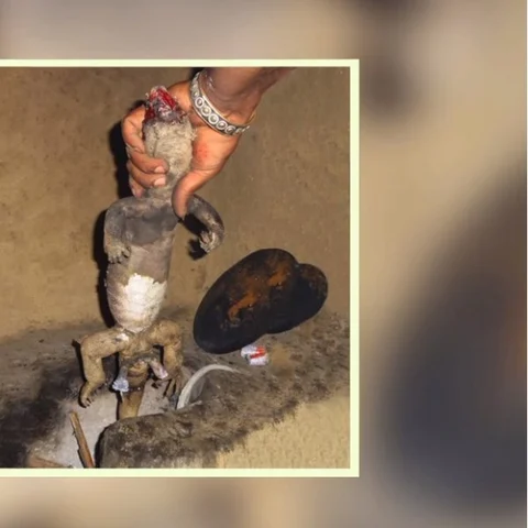 கொல்லப்படும் பல்லிகள்... கடத்தப்படும் ஆணுறுப்பு... எதற்காக? #AnimalTrafficking அத்தியாயம் 10