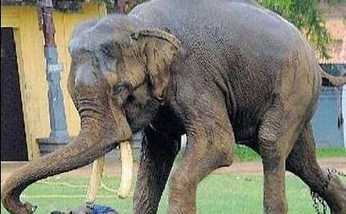 உயிர் போராட்டத்தில் யானை தாக்கிய சிறுவன்... பீதியில் மக்கள்!